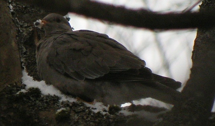 Band-tailed Pigeon - Greg Stuart