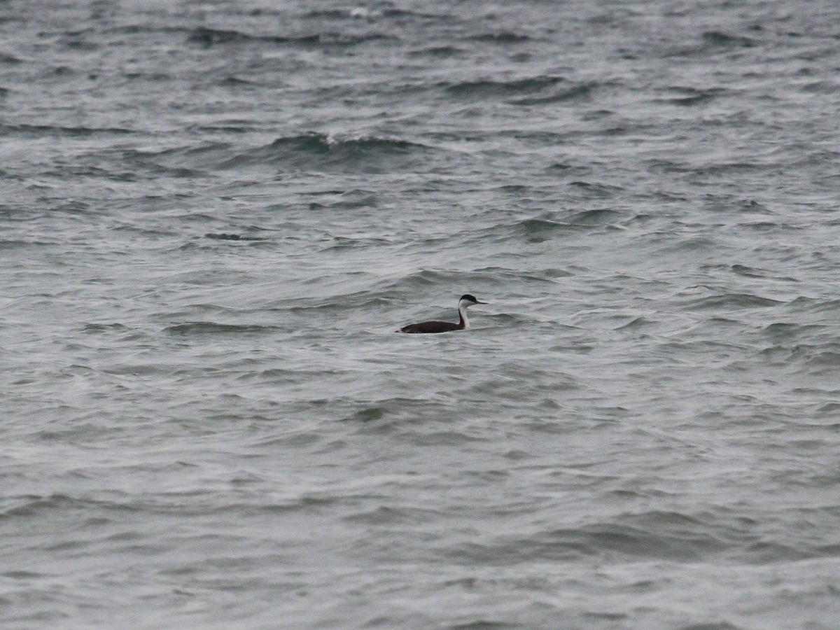 Western Grebe - ML129034151