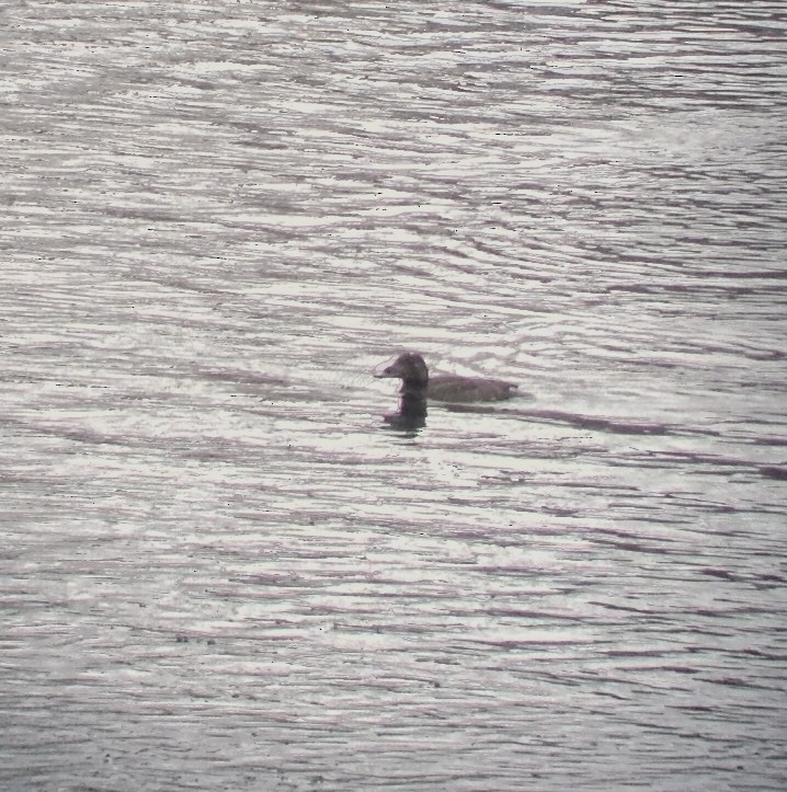 White-winged Scoter - ML129034591