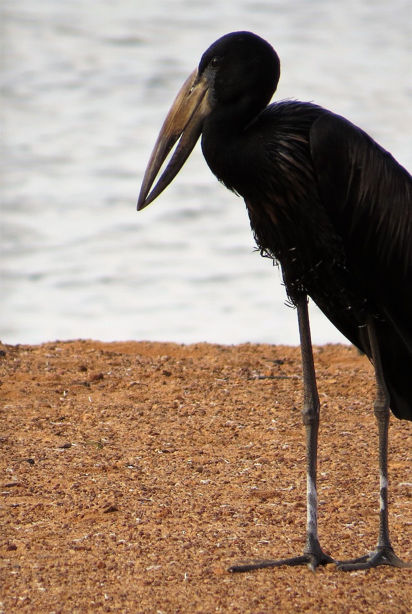 African Openbill - Todd Pepper