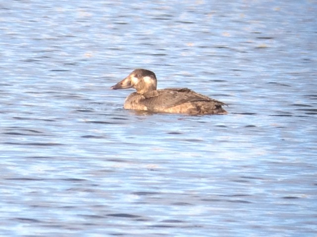 Surf Scoter - ML129035431