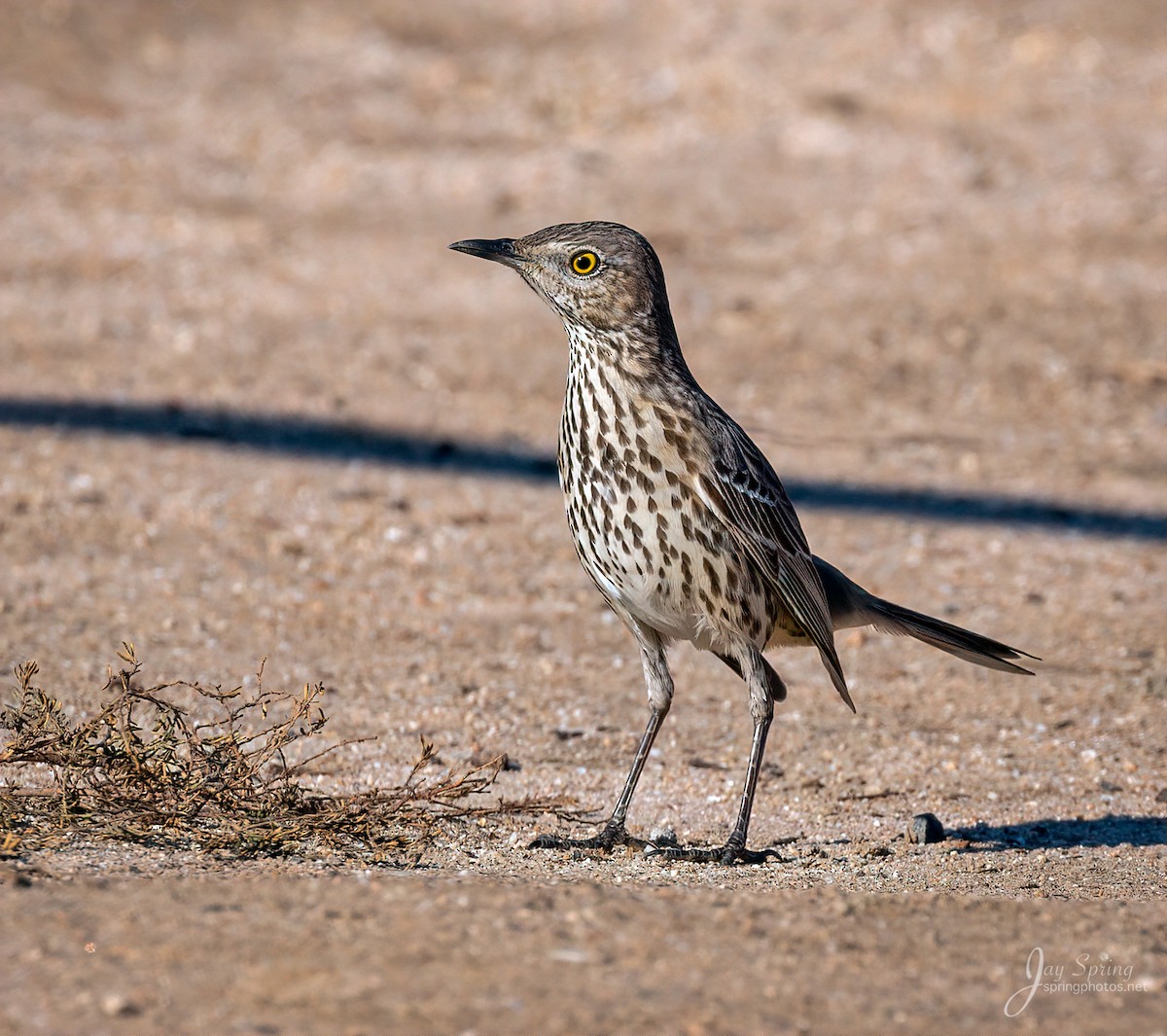 Sage Thrasher - ML129035681