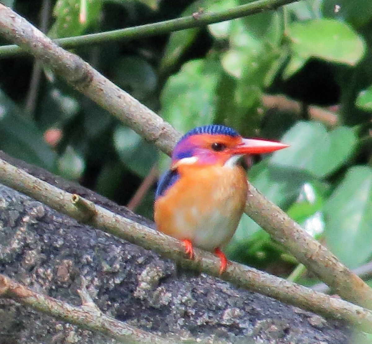 African Pygmy Kingfisher - ML129035891