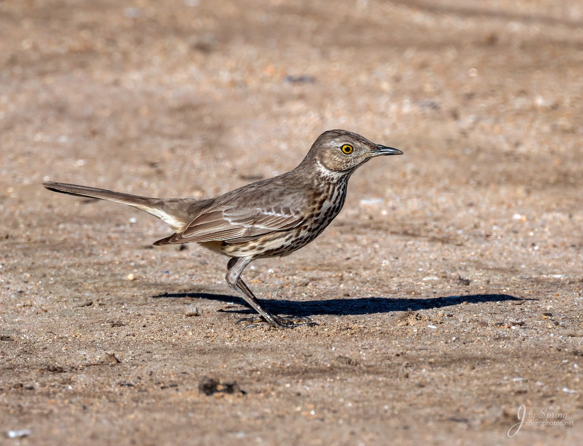 Sage Thrasher - ML129036151