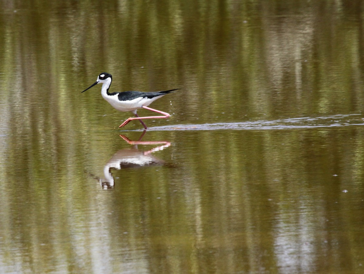 Schwarznacken-Stelzenläufer - ML129036221