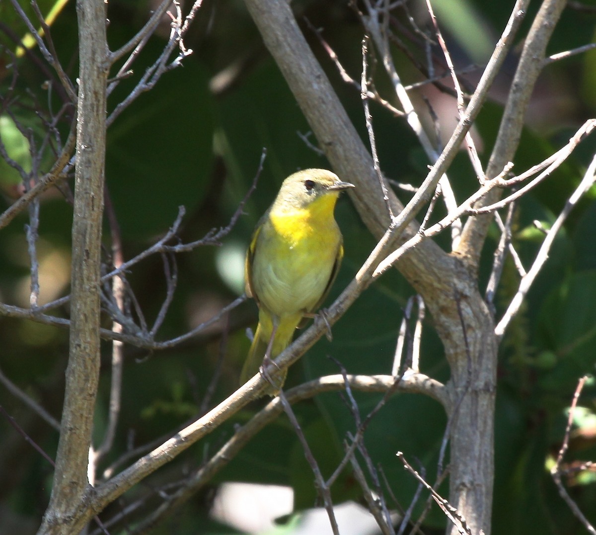 Common Yellowthroat - Carol Ortenzio