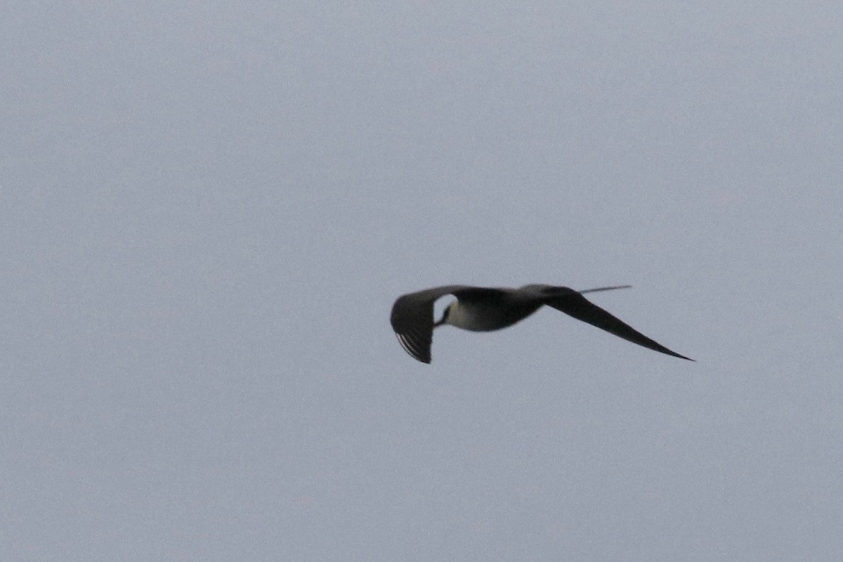 Long-tailed Jaeger - ML129036801