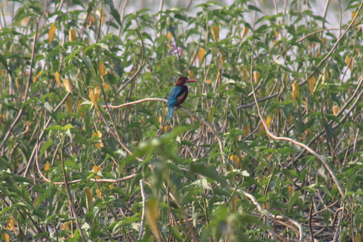 White-throated Kingfisher - Satish Sasi