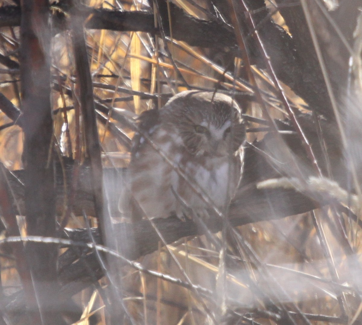 Northern Saw-whet Owl - ML129037091