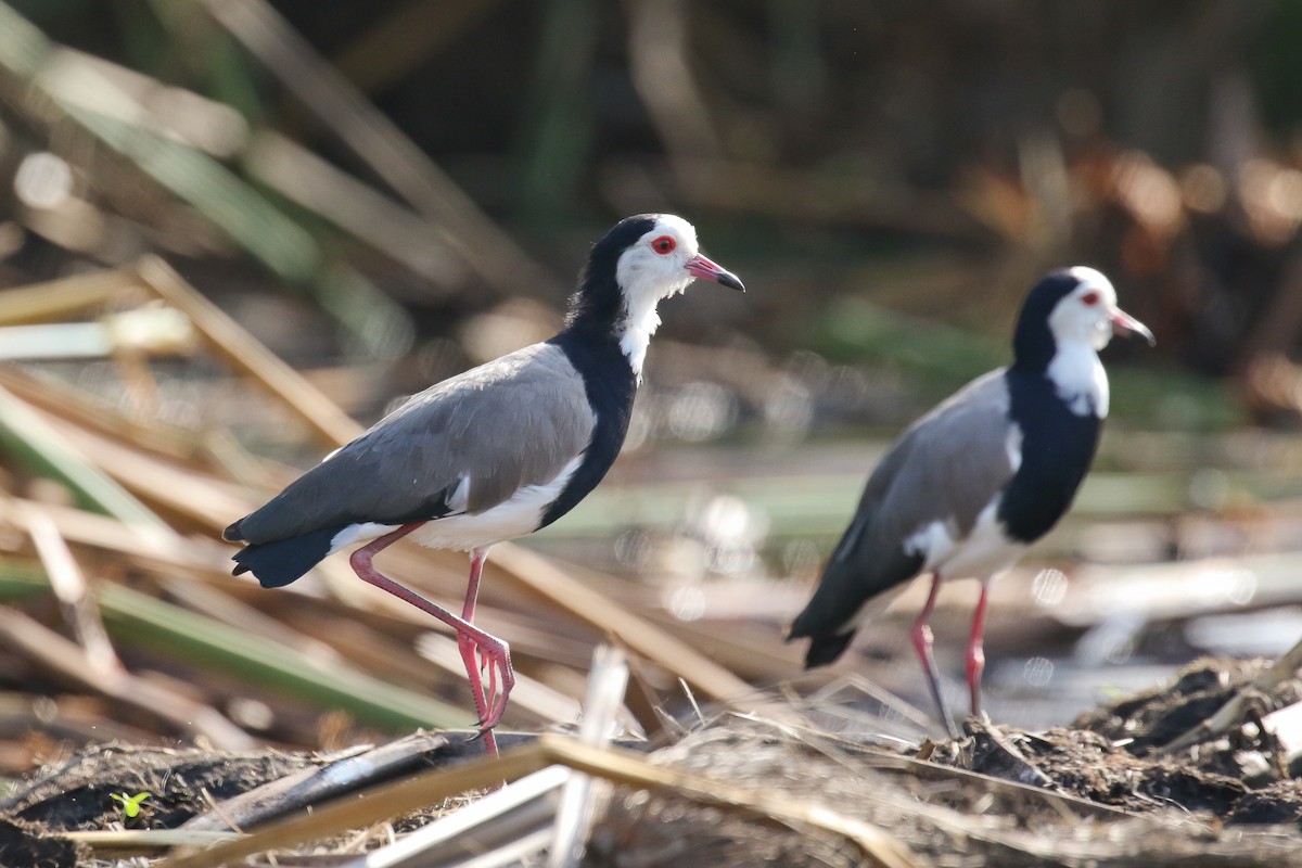Long-toed Lapwing - Michael O'Brien