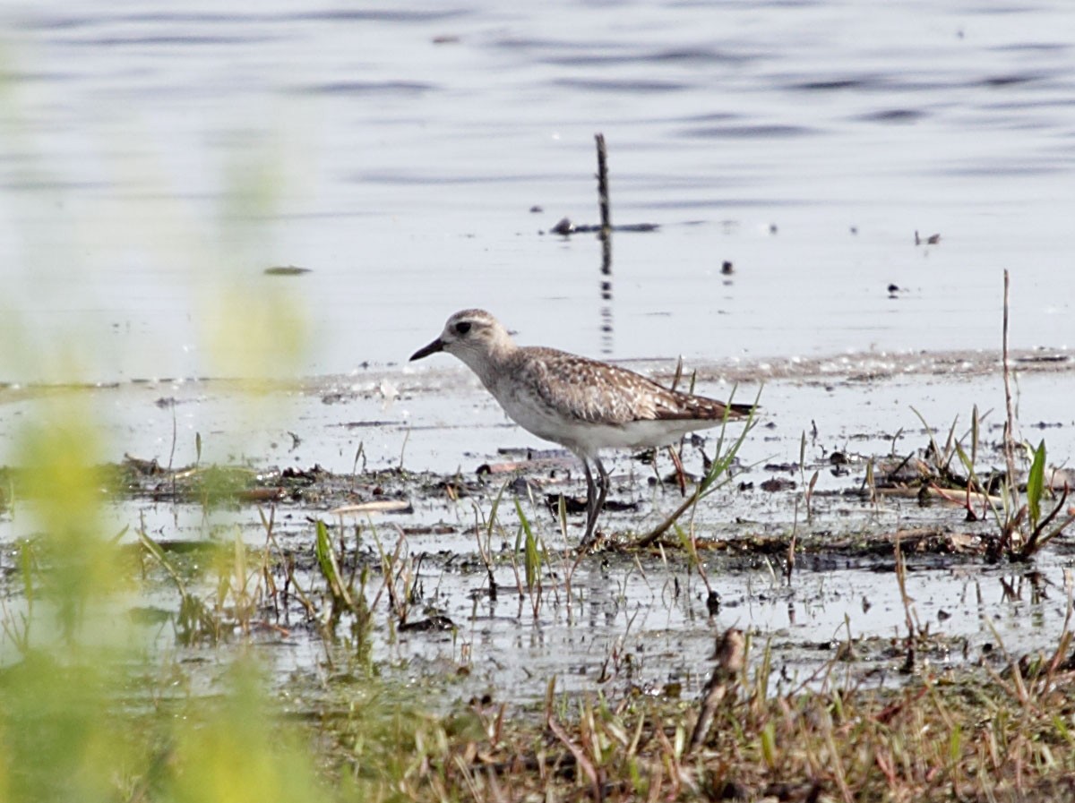 American Golden-Plover - ML129040461