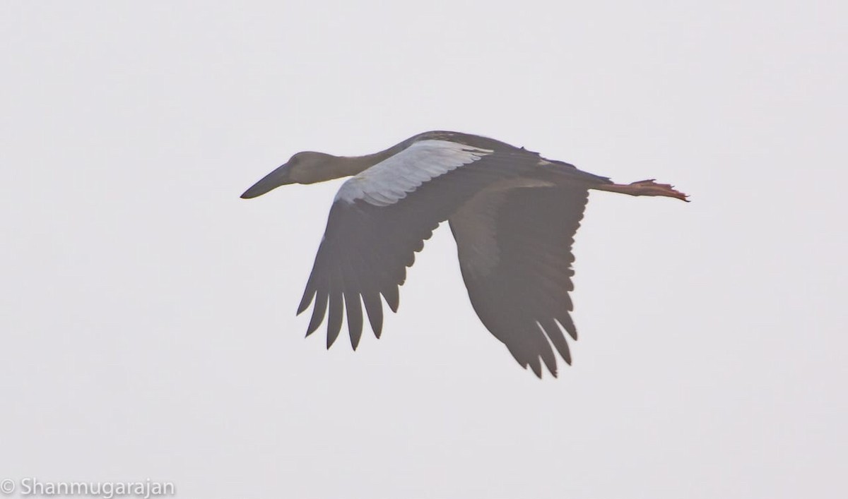 Asian Openbill - ML129042041