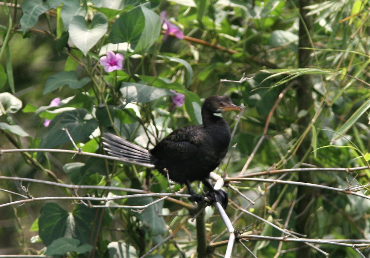 Cormoran africain - ML129042891