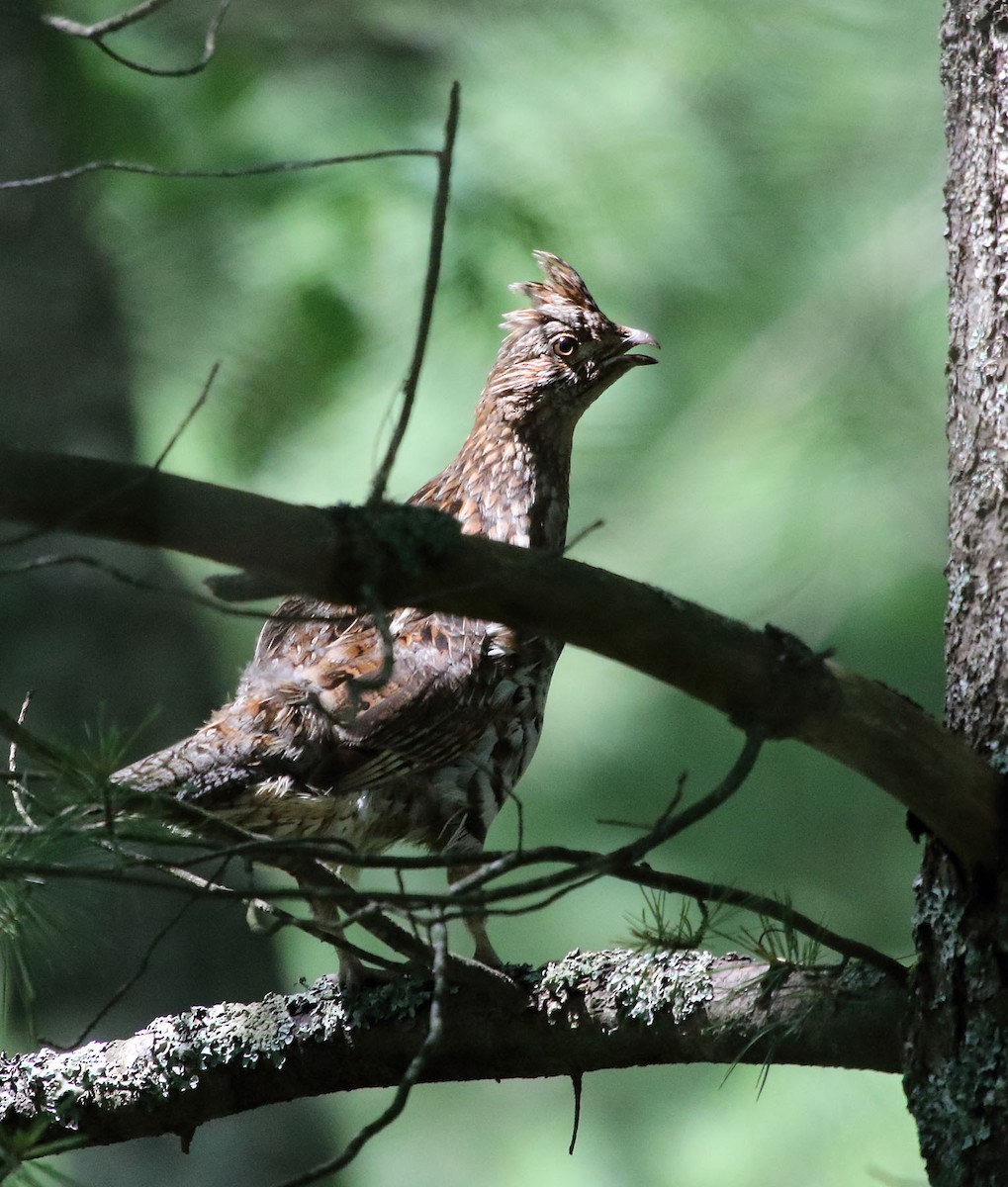 Ruffed Grouse - ML129044551