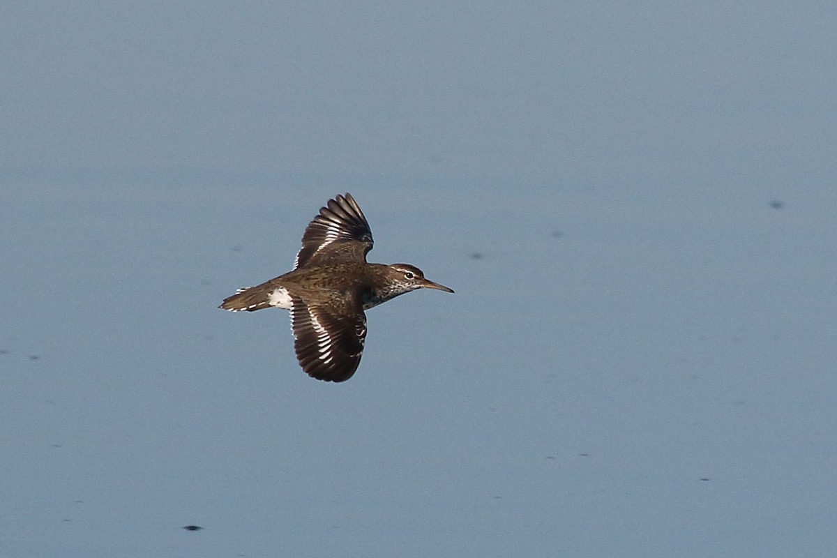 Spotted Sandpiper - ML129044681