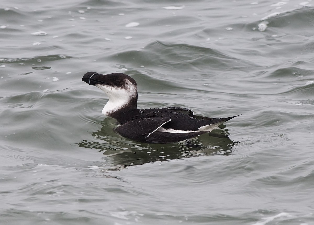 Razorbill - Marty DeAngelo