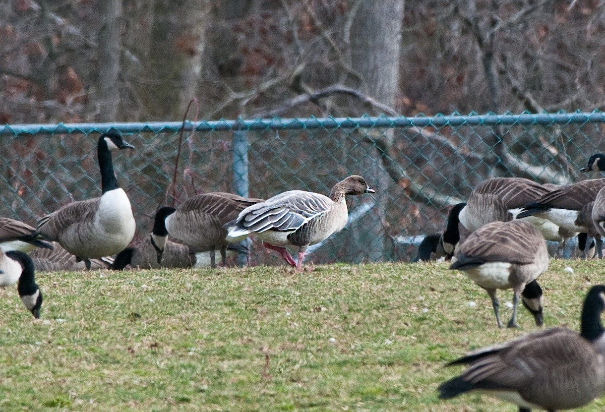 Pink-footed Goose - ML129045511
