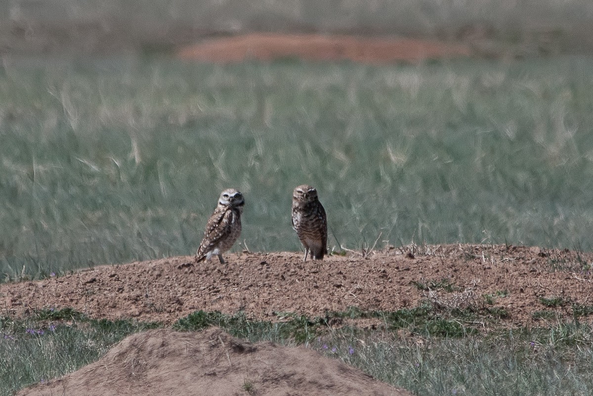 Burrowing Owl - ML129045761