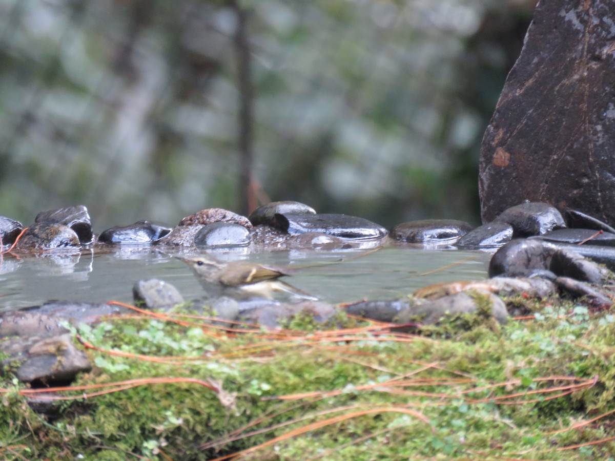 Buff-barred Warbler - ML129045901