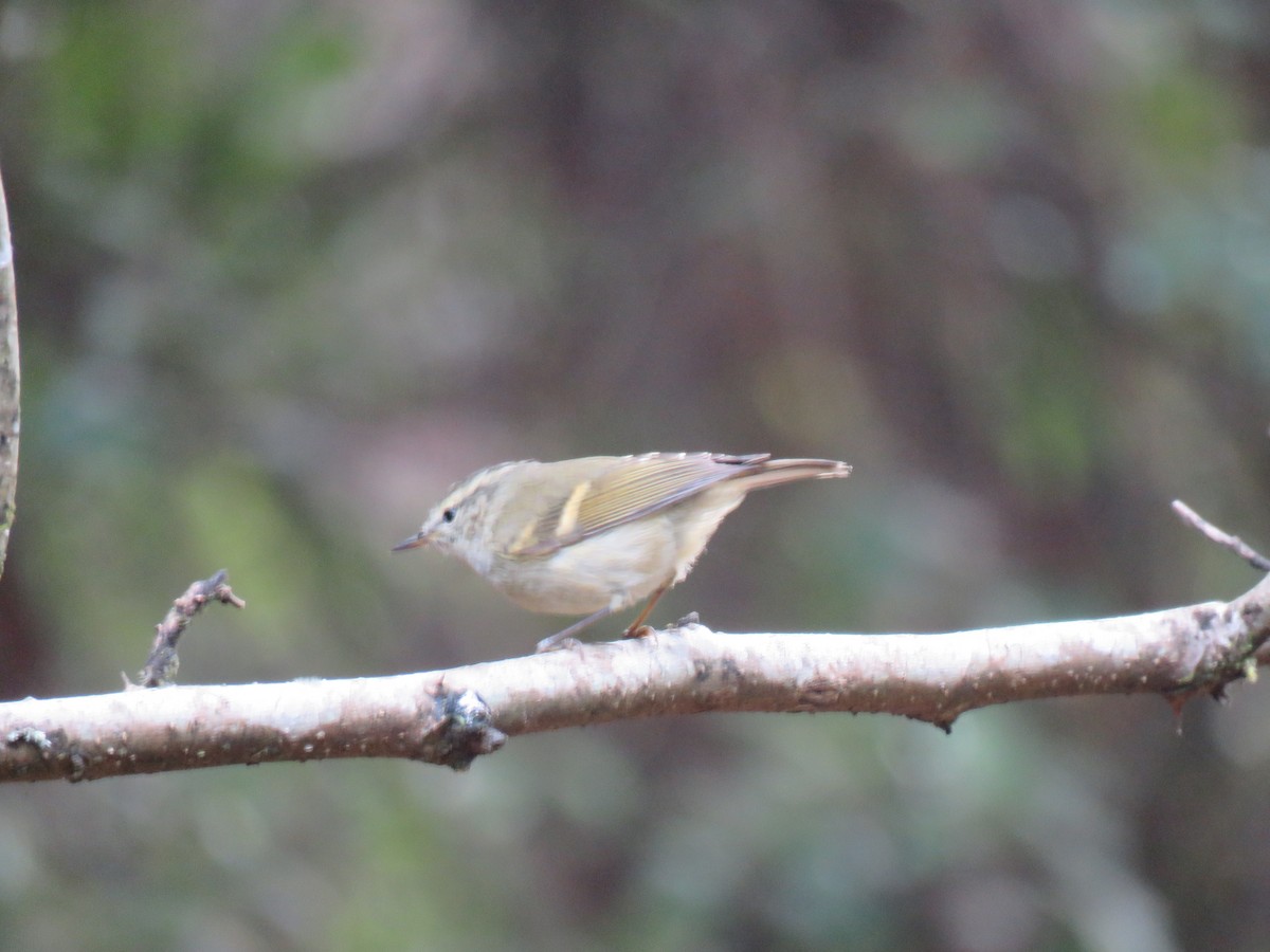 Buff-barred Warbler - ML129046151