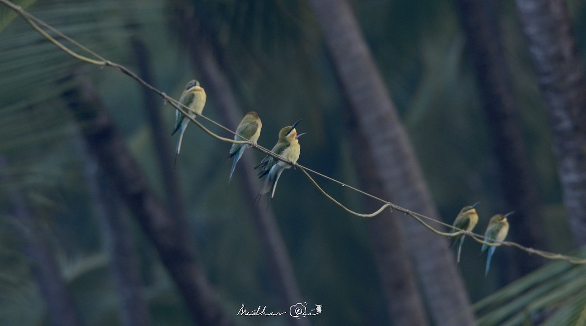 Blue-tailed Bee-eater - ML129046211