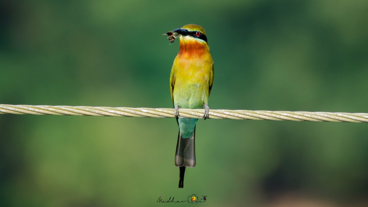 Blue-tailed Bee-eater - ML129046371