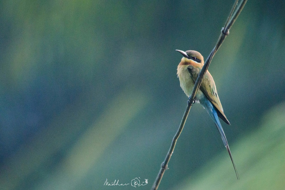 Blue-tailed Bee-eater - ML129046611
