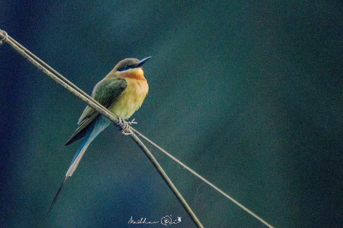 Blue-tailed Bee-eater - ML129046641