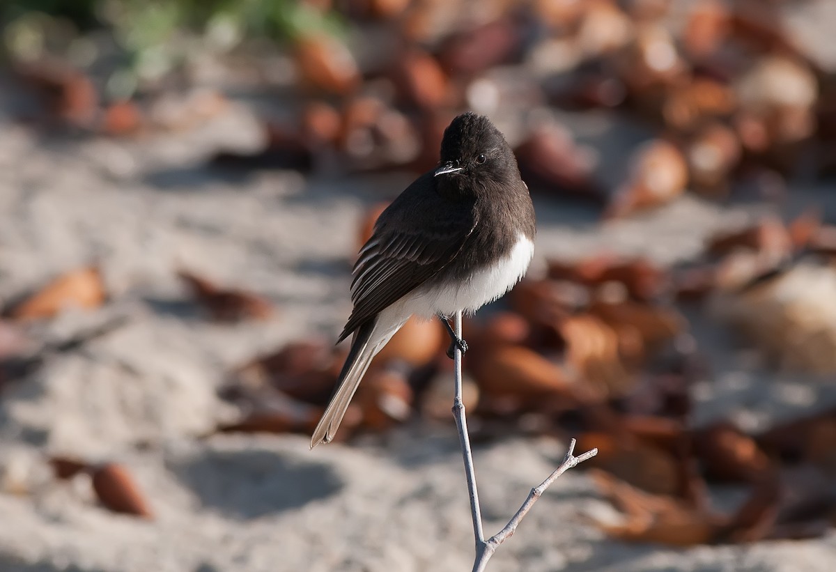 Black Phoebe - Marty DeAngelo