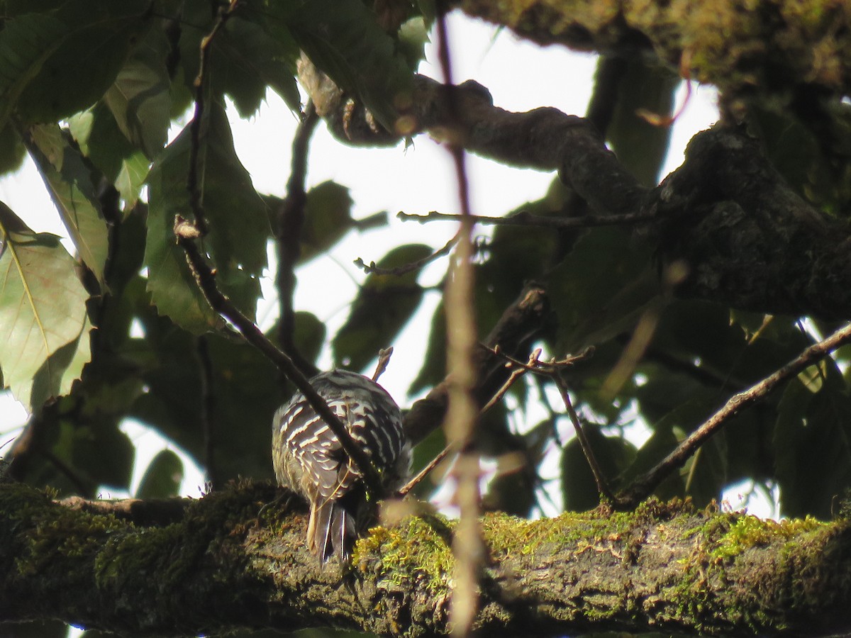Gray-capped Pygmy Woodpecker - ML129048221