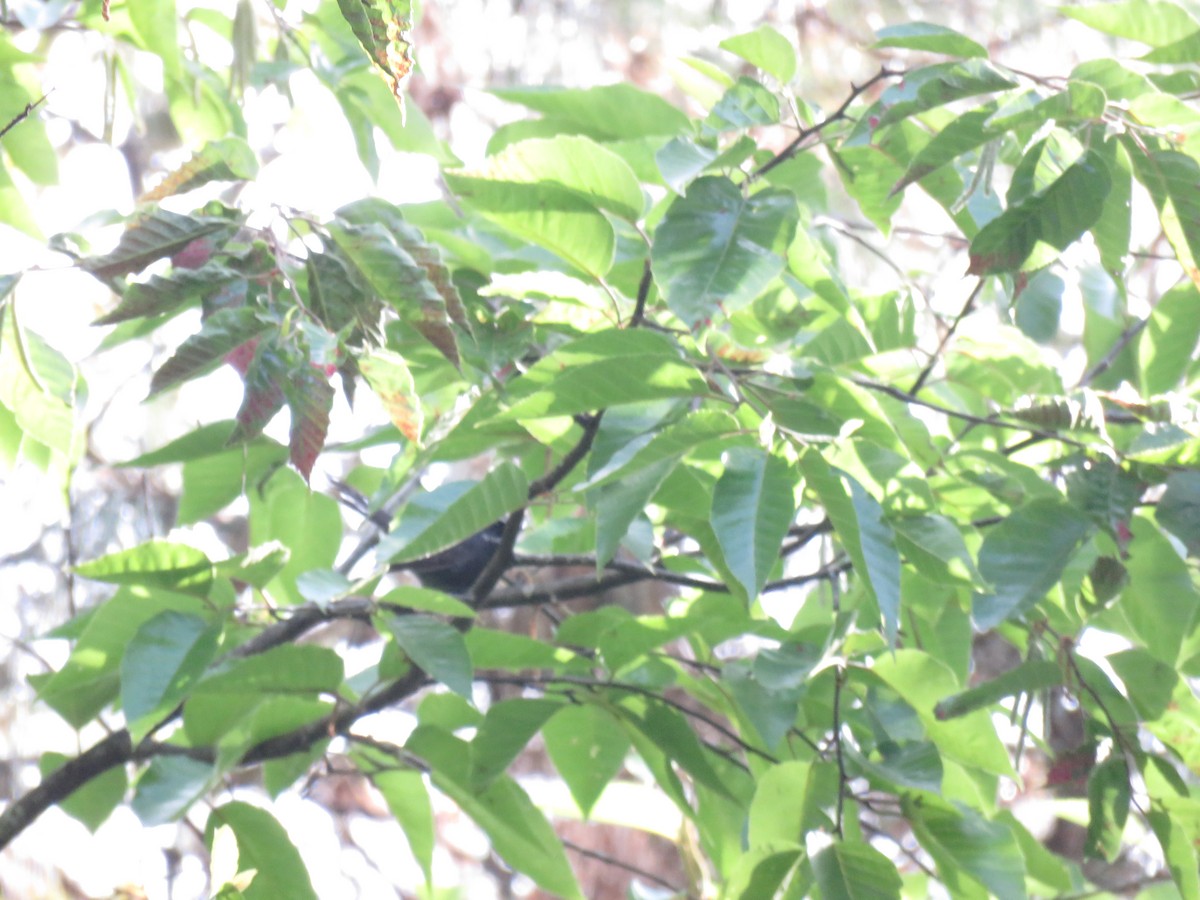 White-throated Fantail - ML129048381