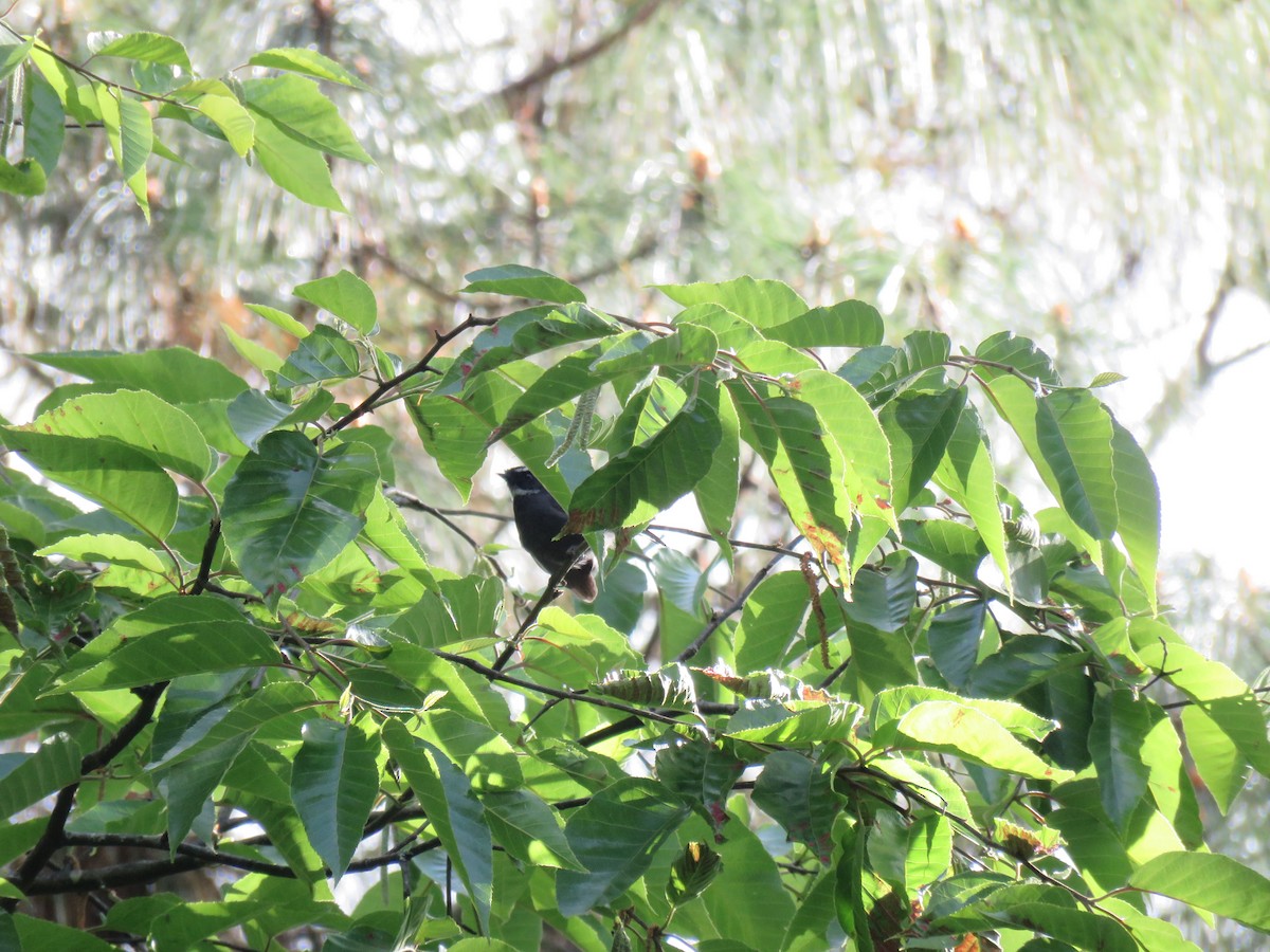 White-throated Fantail - ML129048401