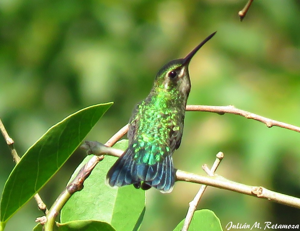 Glittering-bellied Emerald - ML129049231