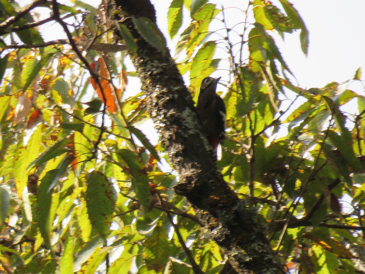 Great Spotted Woodpecker - ML129049391