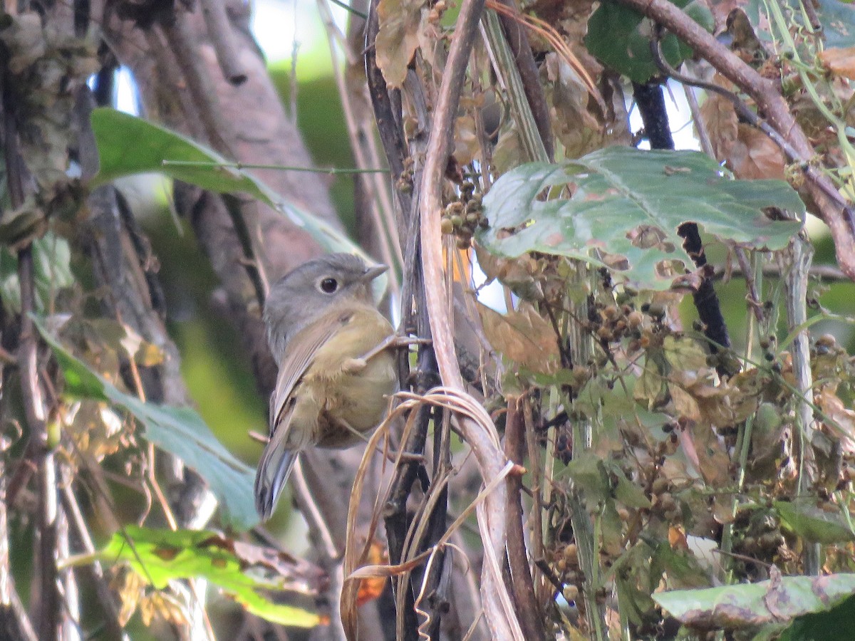 Yunnan Fulvetta - ML129050141