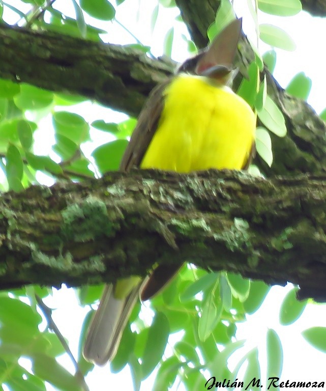 Boat-billed Flycatcher - Julián Retamoza