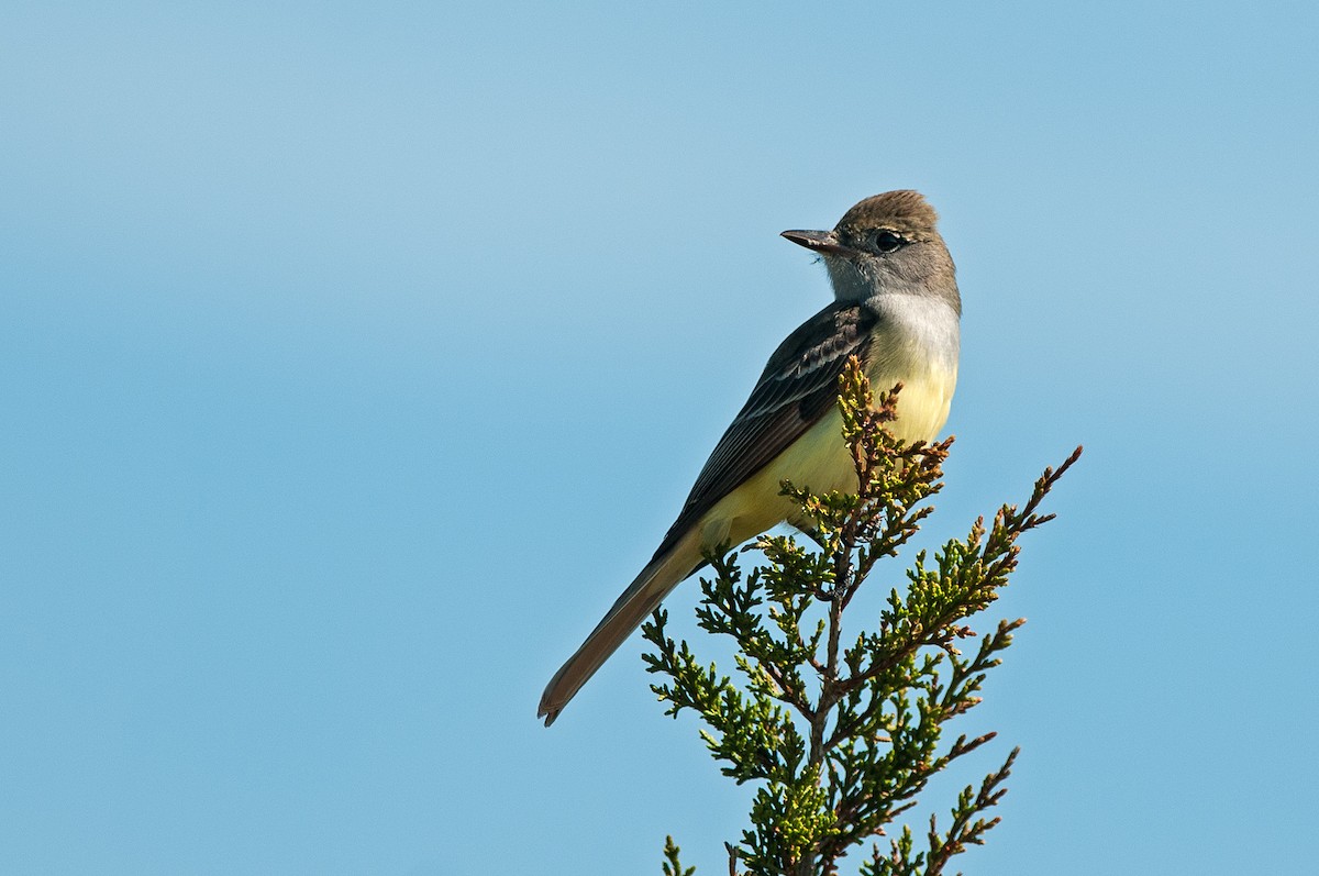 Great Crested Flycatcher - Marty DeAngelo