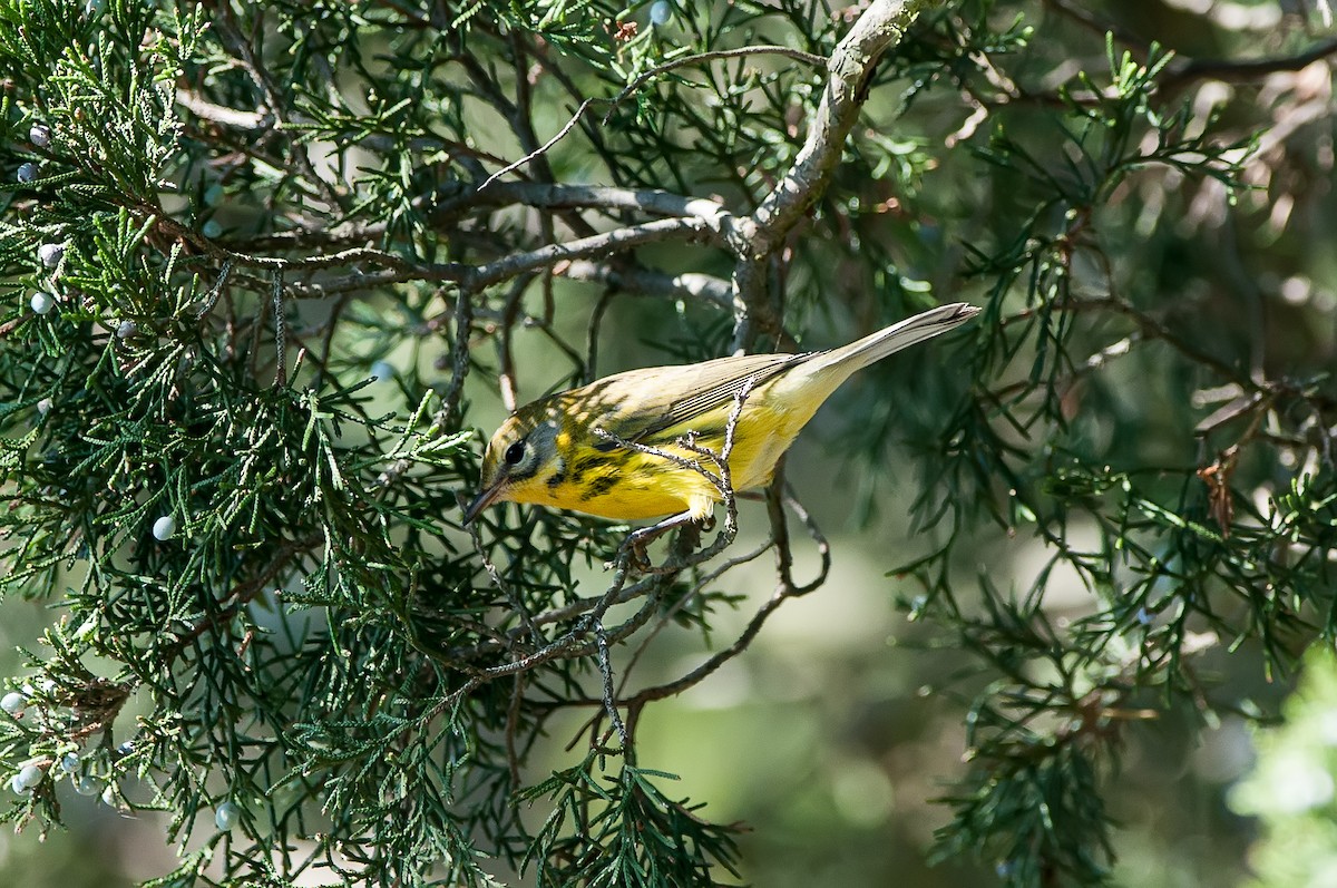 Prairie Warbler - Marty DeAngelo