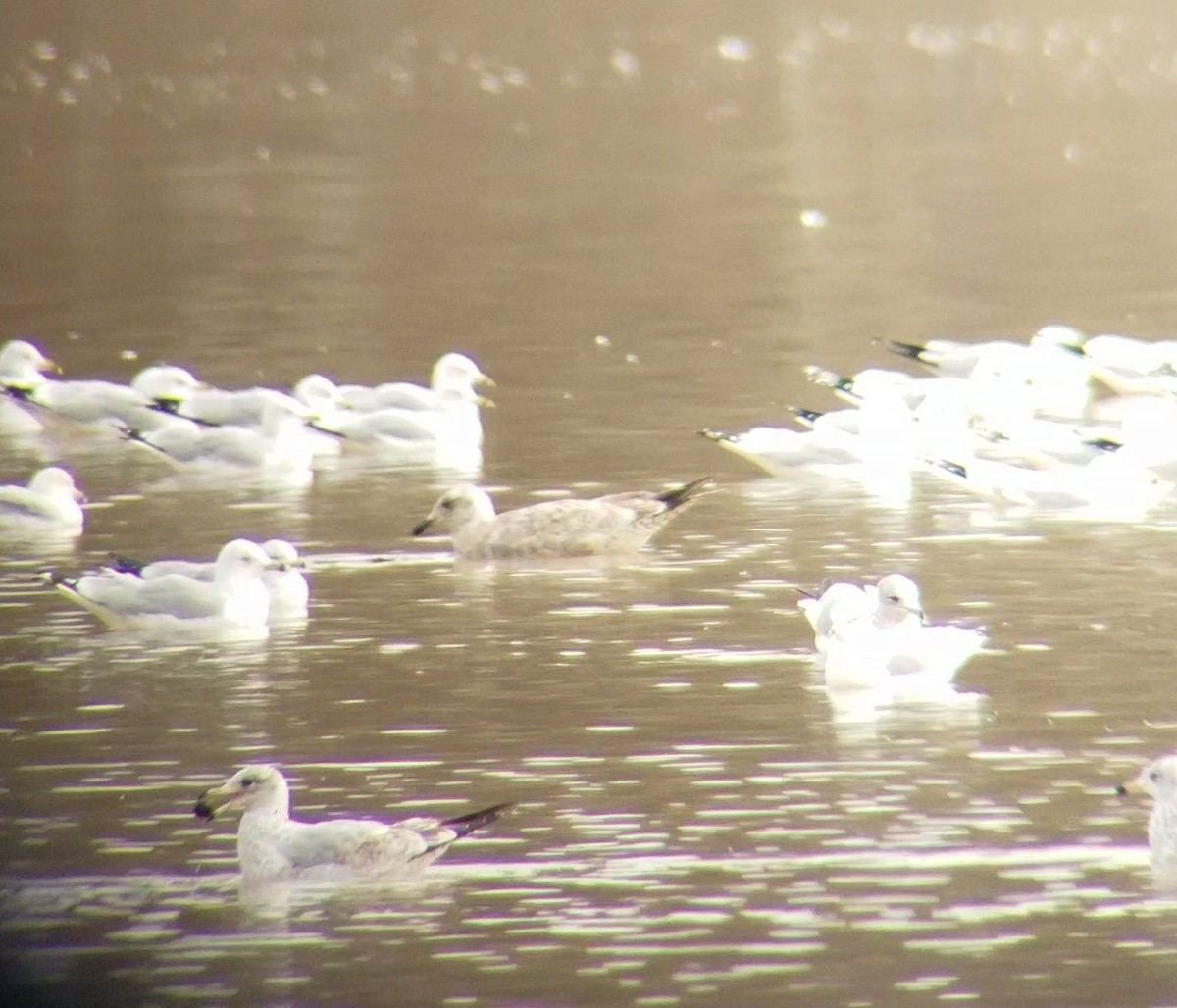 Gaviota Argéntea - ML129055911