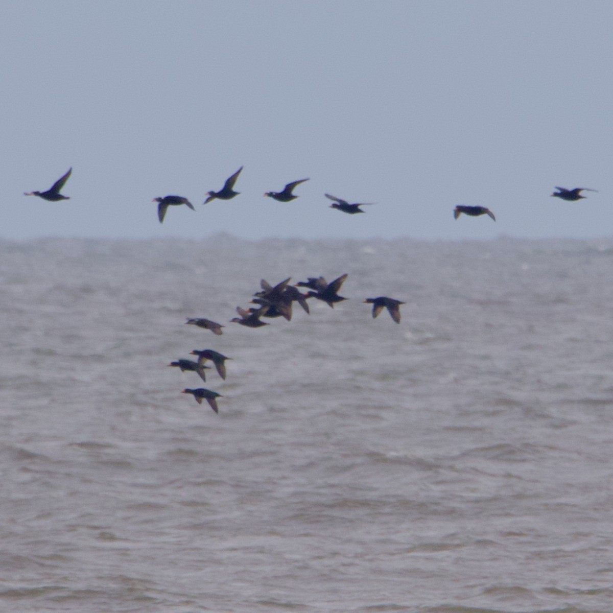 Black Scoter - Ruth Wittersgreen