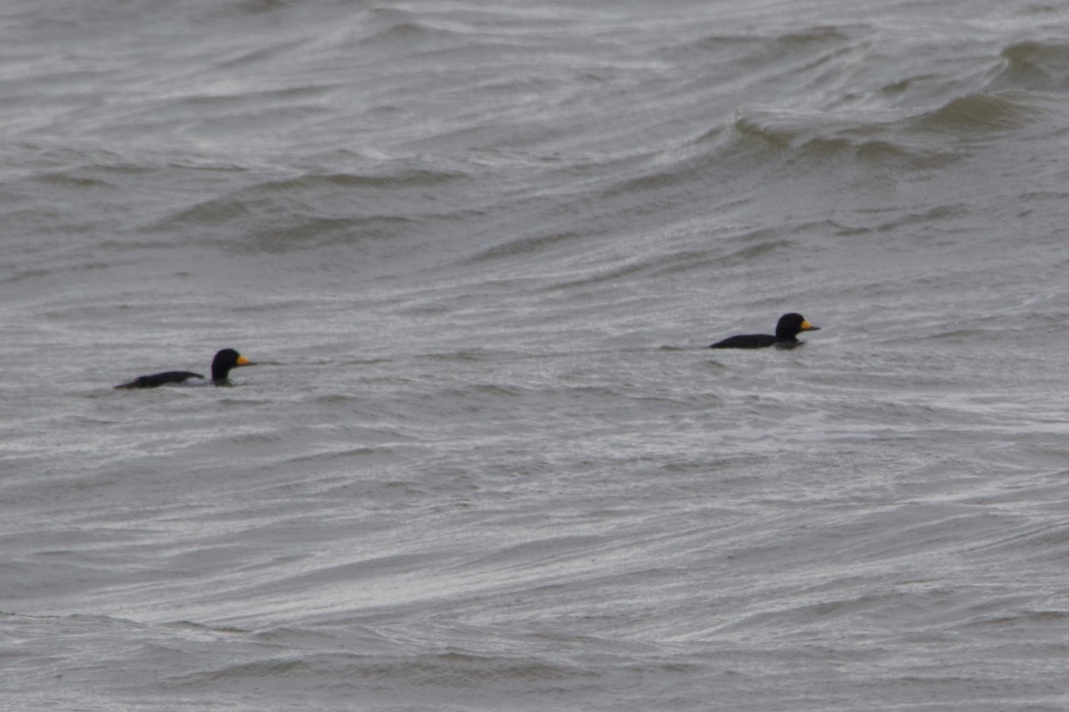 Black Scoter - ML129056281