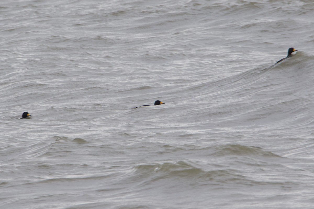 Black Scoter - ML129056311