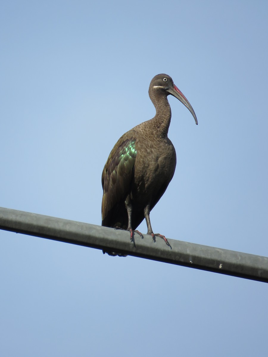 ibis hagedaš - ML129056621