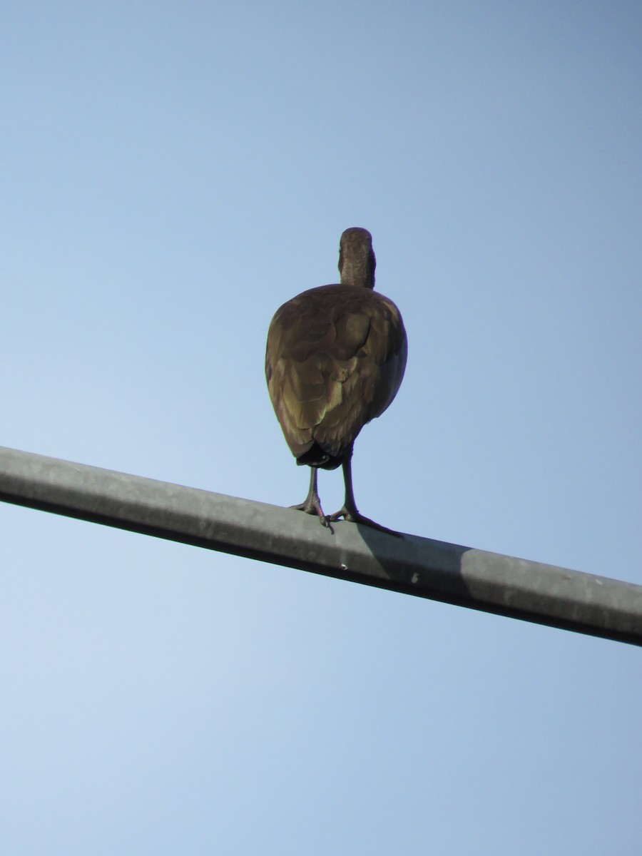 ibis hagedaš - ML129056661