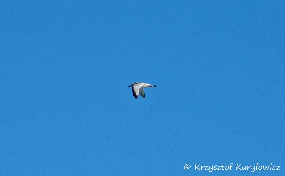 Black-legged Kittiwake - ML129059161