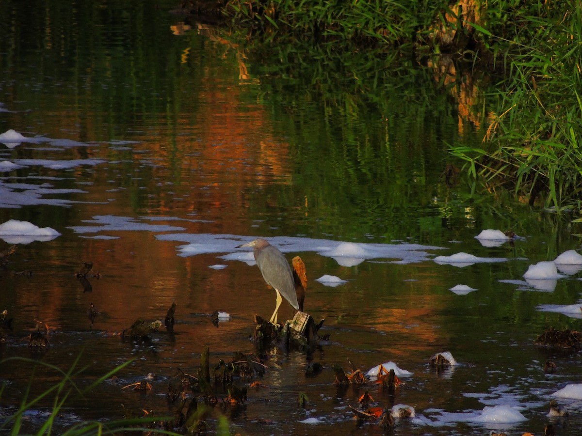 Little Blue Heron - ML129059311