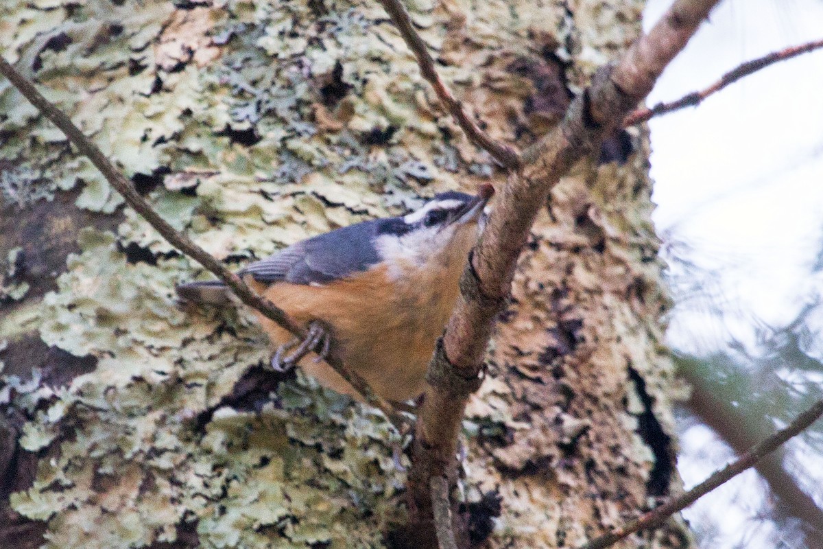 Red-breasted Nuthatch - ML129060251