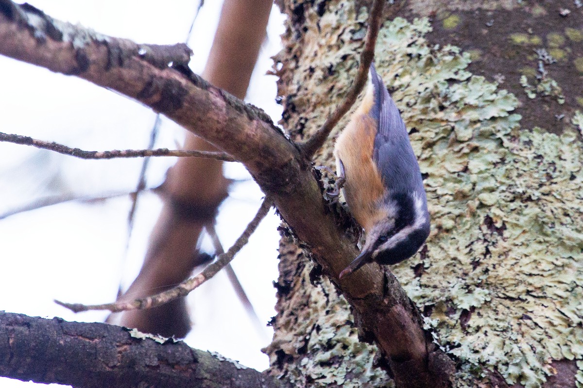 Red-breasted Nuthatch - ML129060381