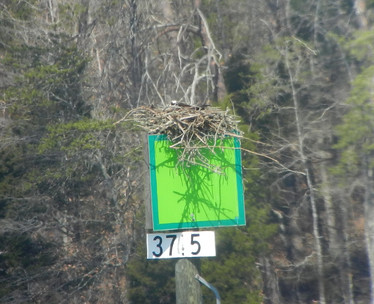 Osprey - ML129060451