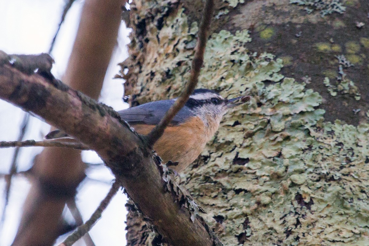 Red-breasted Nuthatch - ML129060491
